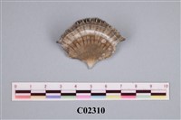 藏品(骨珊瑚)的圖片